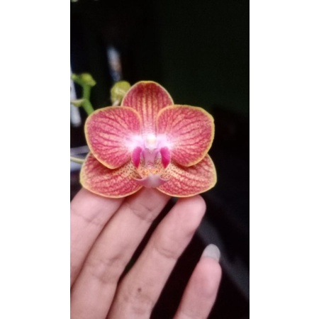 anggrek bulan mini knop mekar