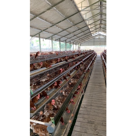 

AYAM KALING TASIKMALAYA