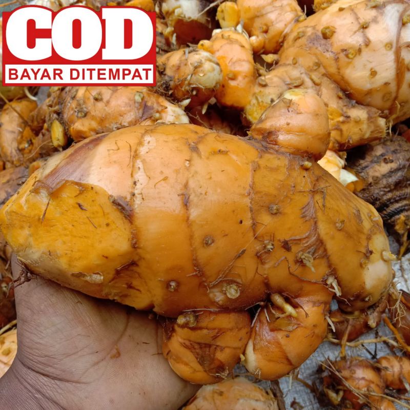

Temulawak Segar 1kg/Temu Lawak fresh 1 kg