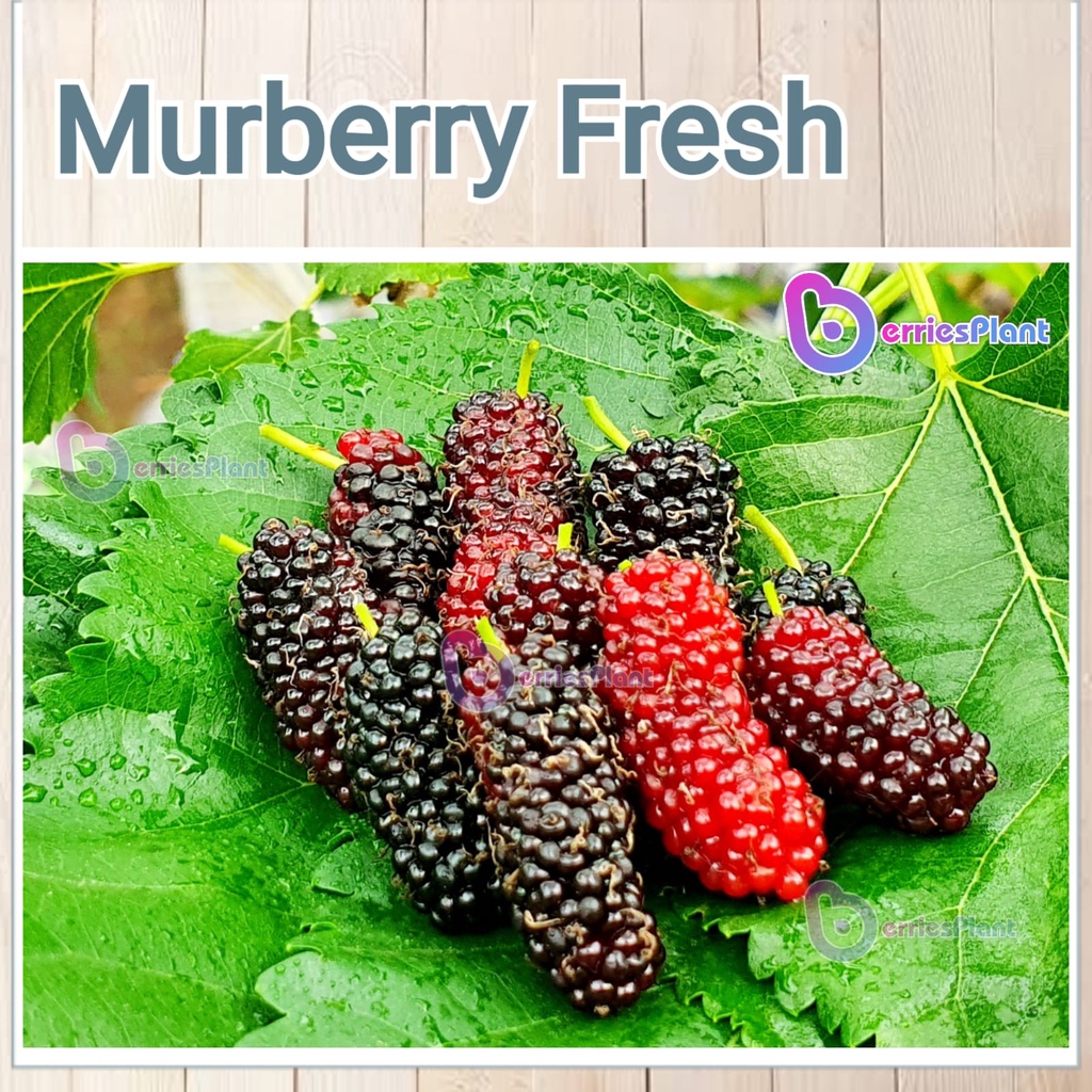 

Murberry Fresh | Buah Murbei Mulberry Segar