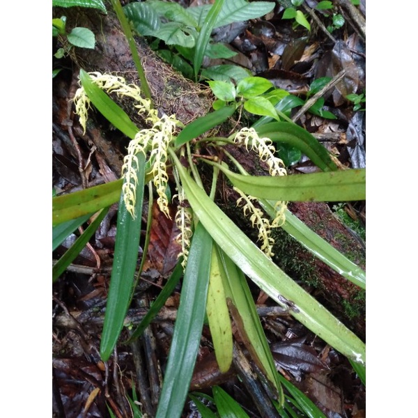 anggrek species bulbo plapencs