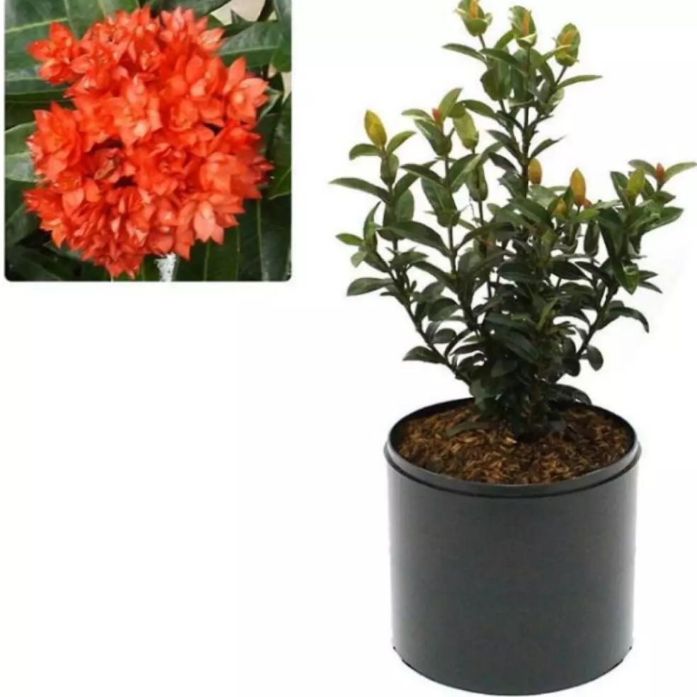 Tanaman hias asoka india / tanaman hias soka india / tanaman bunga soka