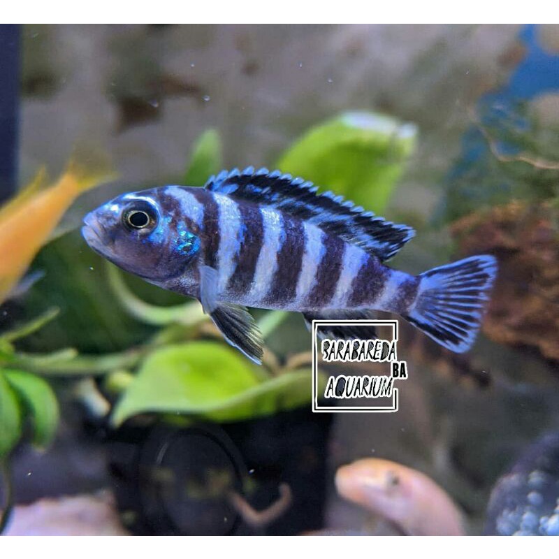 Jual Ikan Hias Cichlid Lambardi Afrika Hias Shopee Indonesia