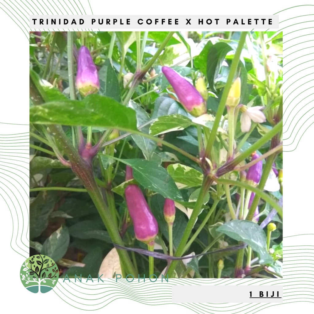 Benih Bibit Biji - Cabai Trinidad Purple Coffee x Hot Palette Cabe Berdaun Varigata Variegata Pepper Seeds