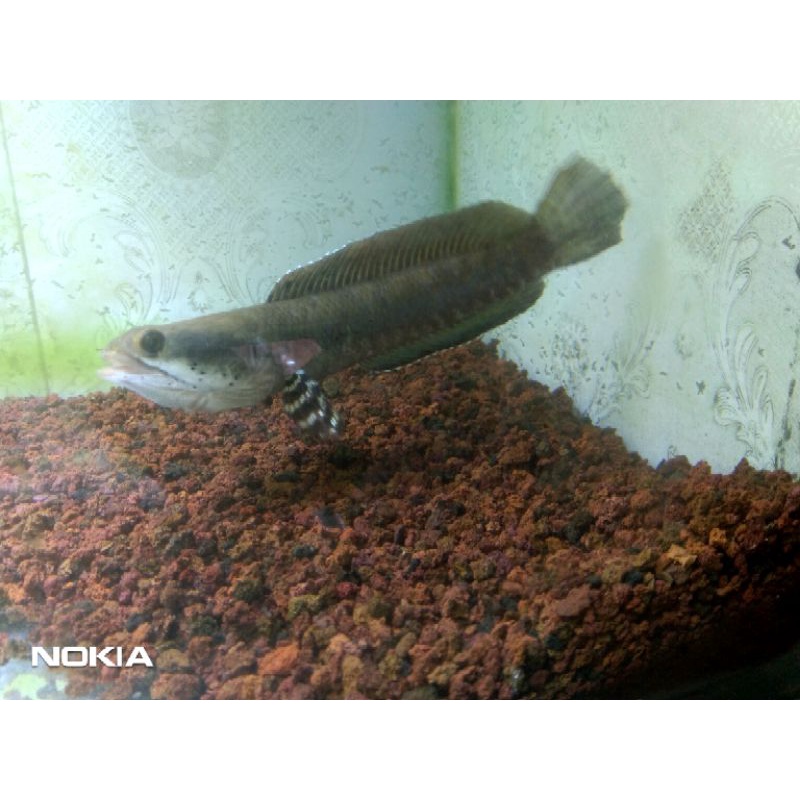 channa blue pulchra 15cm