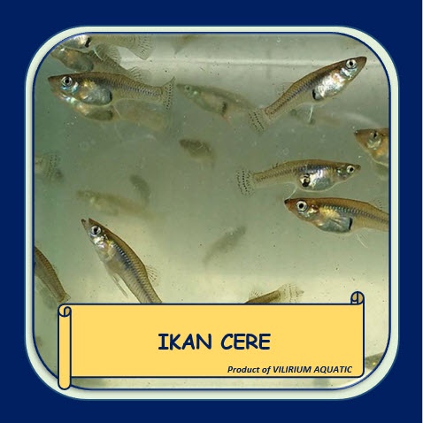PAKAN IKAN HIDUP - IKAN CERE SAWAH / IKAN CERE LAUT