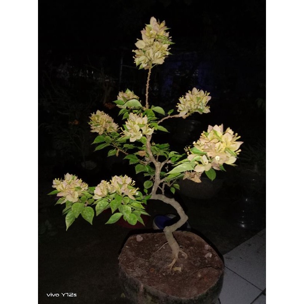 Bougenville Singapore varigata kuning