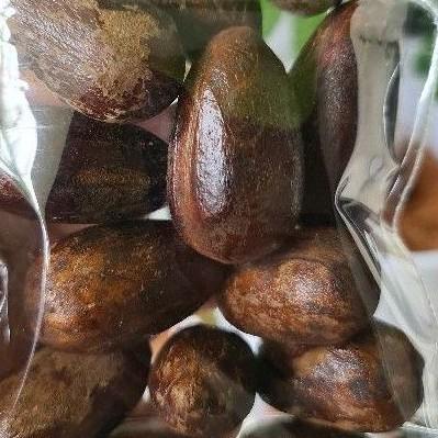 

Quality Control✅Biji Pala Lonjong 1kg Kualitas Bagus - Utuh Masih Ada Kulit|SQ3