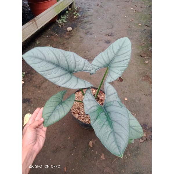 alocasia maharani