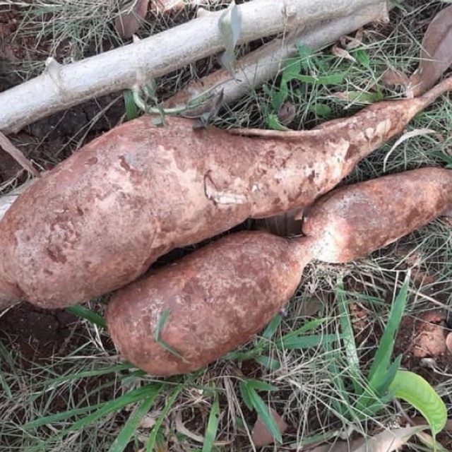 

singkong genderewo singkong racun herbal kanker 500gr