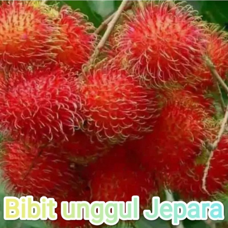 BIBIT RAMBUTAN BINJAI SUDAH BERBUAH