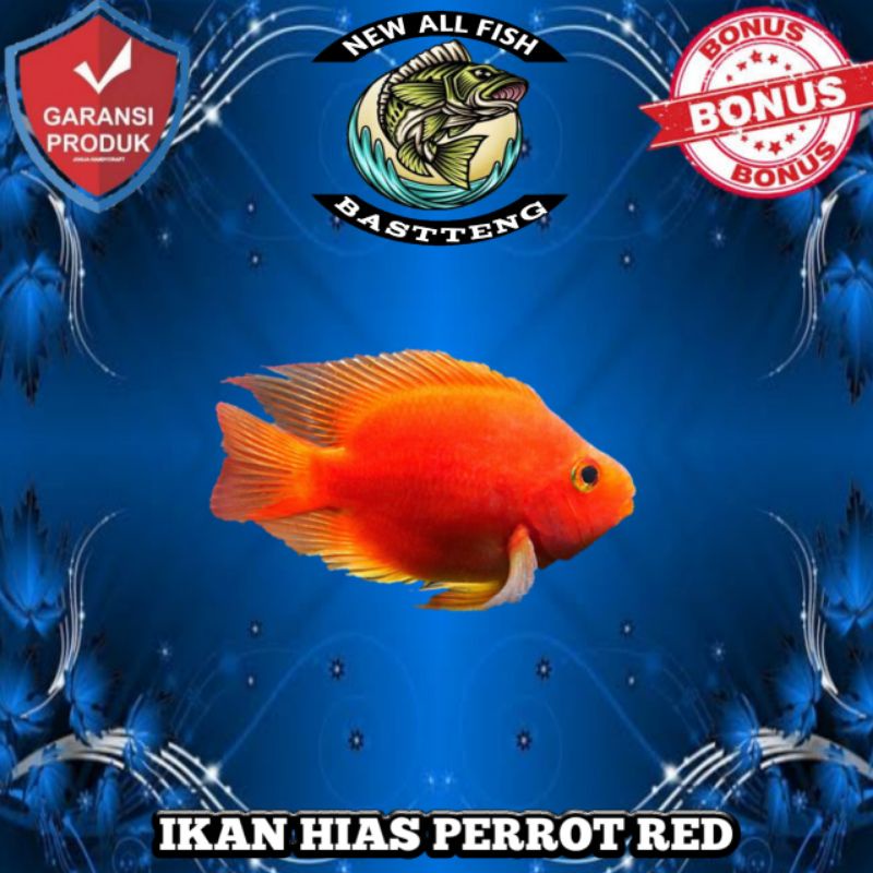 p3rrod red dan yellow perrot size 3 jari - hiasan aquarium