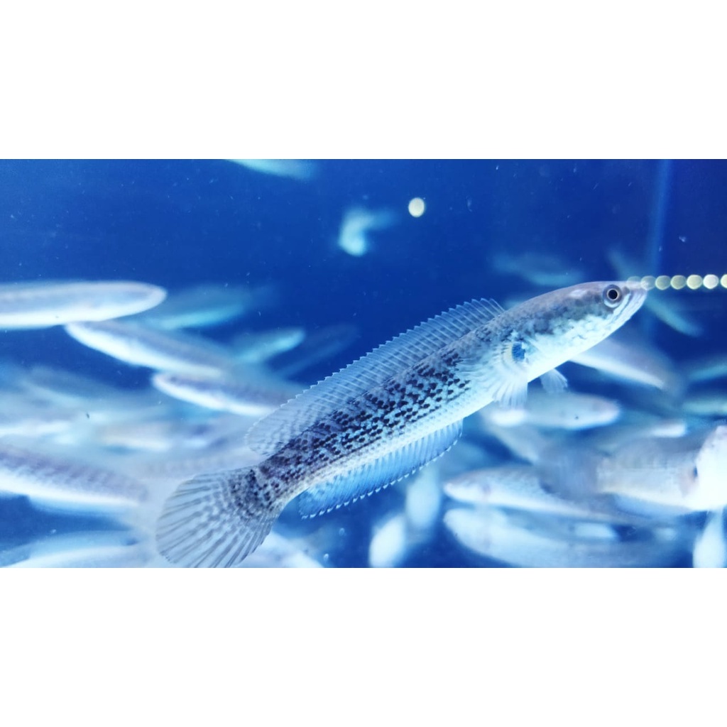 Zhian Aquatic Stewarti