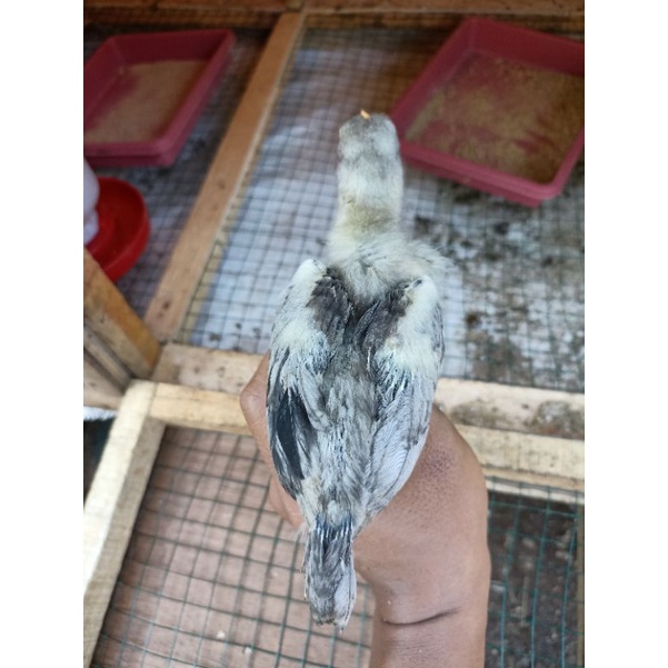 

ANAK AYAM KAMPUNG KUB UMUR 1 MINGGU