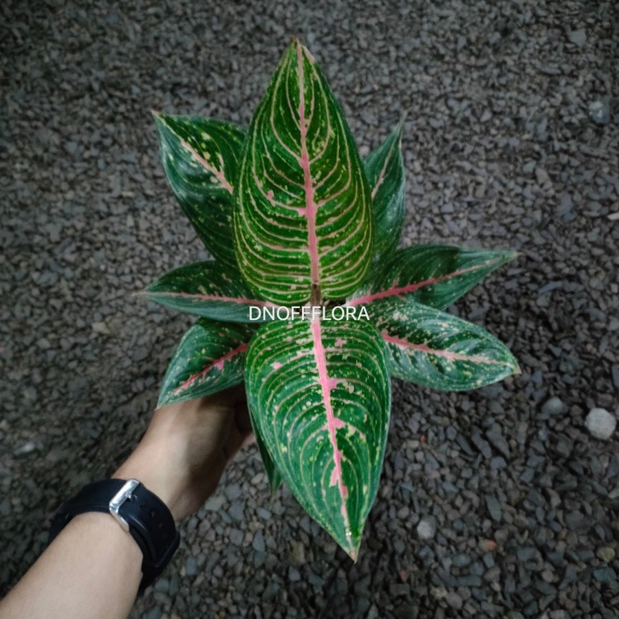 Aglonema Legacy Hijau / Green legacy