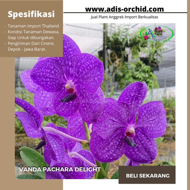 Anggrek Vanda Pachara Delight