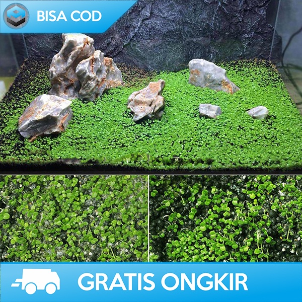 BENIH TANAMAN AQUASCAPE DEKORASI AQUARIUM BIBIT RUMPUT INDAH NATURAL