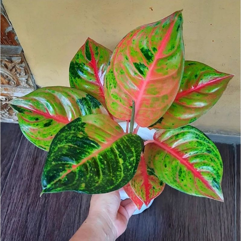 Aglonema Bigroy Lulaywan | Tanaman Hias Aglonema Aglaonema Bigroy Lulaywan Mutasi Merah