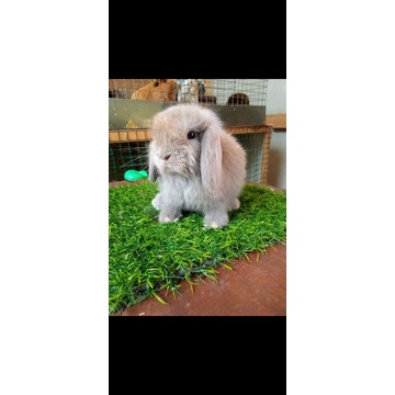 kelinci Holland lop
