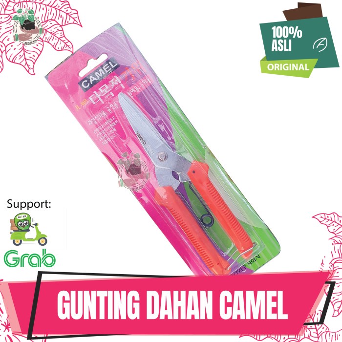 

Star Gunting Dahan Daun Batang Tanaman Hias Bunga Buah Taman Kebun Camel Berkualitas
