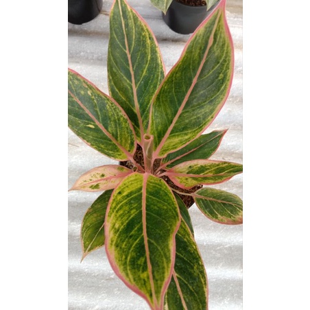aglaonema lipstik pink lipstik klasik aglaonema murah tanaman hias