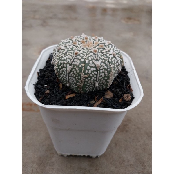 Astrophytum Asterias Kabuto V Type