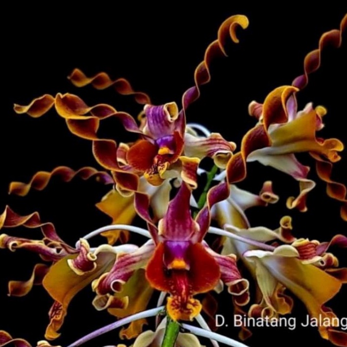 dendrobium binatang jalang