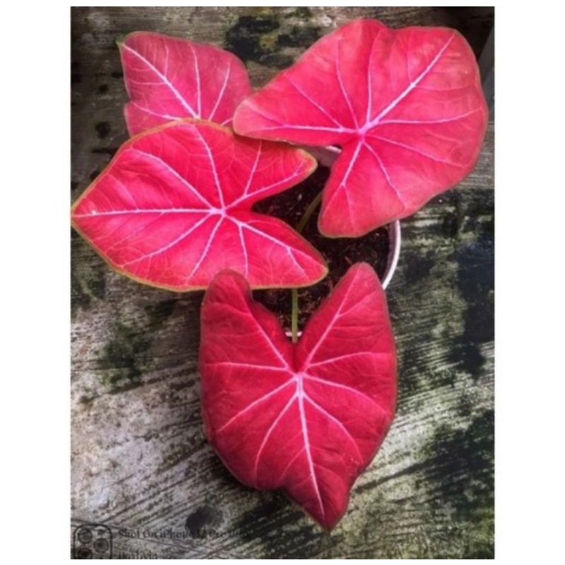 paket caladium srilampoon/h41