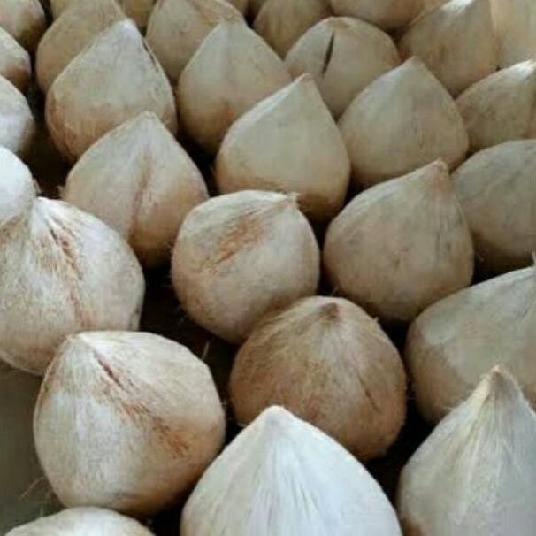 

Special Price Kelapa Kopyor Termurah Asli Pati Stok Terbatas 05Z