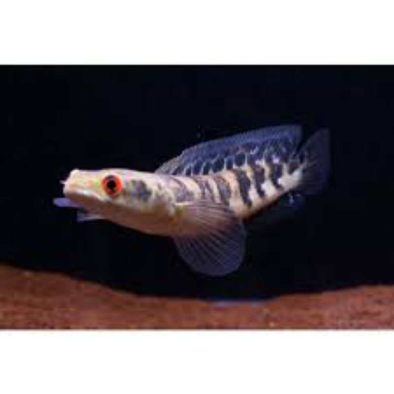 

IKAN YELLOW SINTARUM UKRN 8-10cm