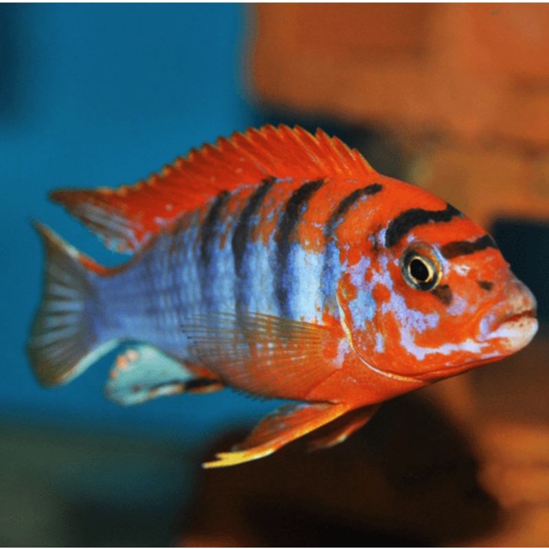 Red Top Hongi Cichlid