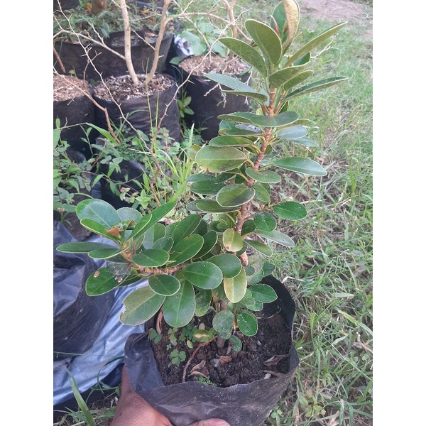 bahan bonsai dollar mangkok pucuk merah /bibit dollar micro pucuk merah /ficus dollar micro /dollar 