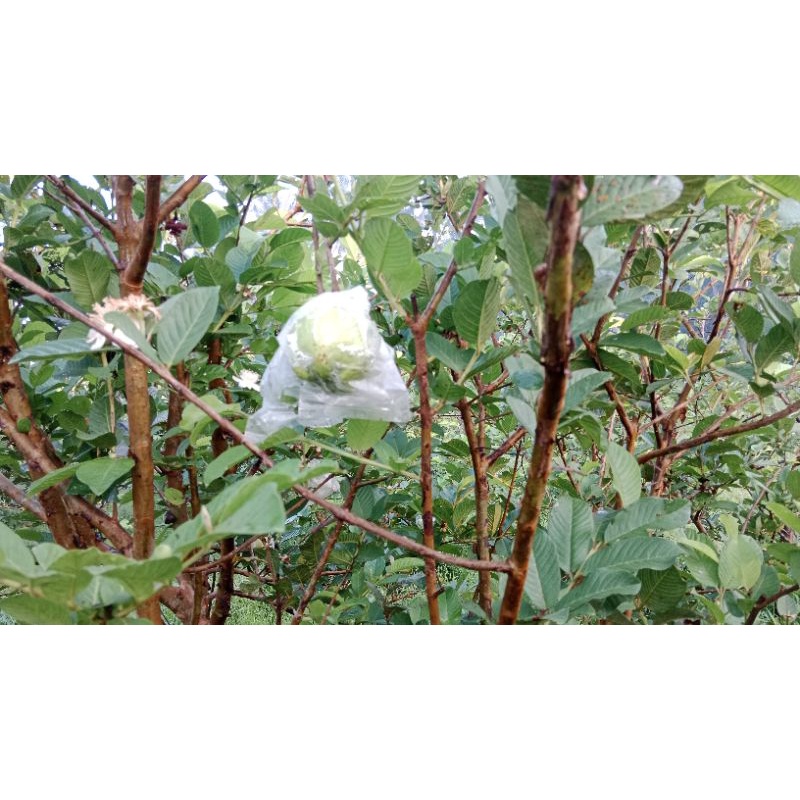 

TERMURAH!!!!Jambu Kristal asli Kebumen