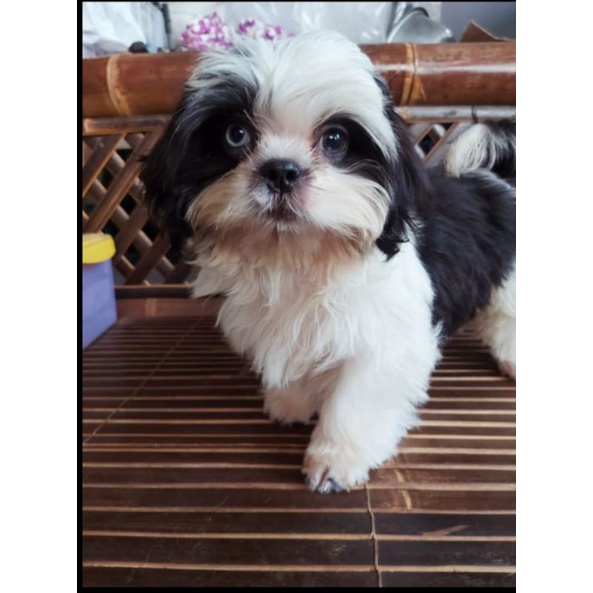 Anjing Mini Shih Tzu