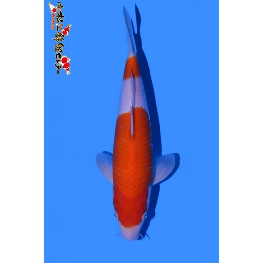 Koi Kohaku Matsue Farm 35BU Sertifikat Breeder Import Jepang Step