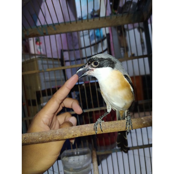 Pentet/ Cendet Pastol jatim Rawatan dari Loloh Rajin bunyi