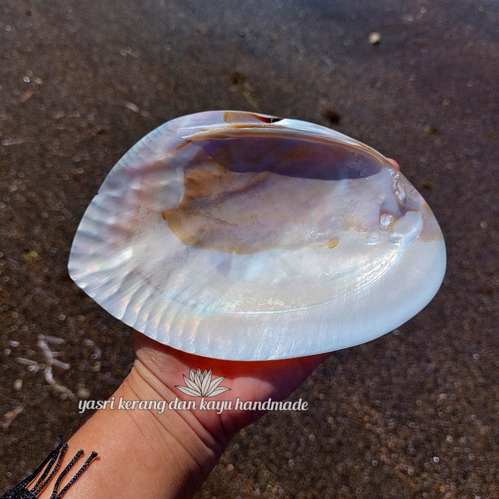 Jual Kerang mutiara piringan / Cangkang Kerang hias | Shopee Indonesia
