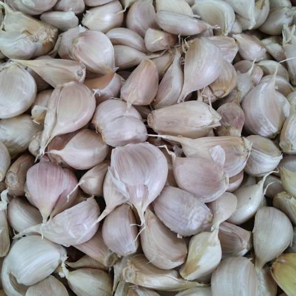 

KodeCc1C6--250 gr Bawang Putih Kating / Bawang Putih Cating
