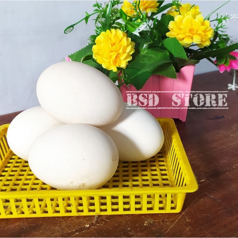 

Telur Angsa Mentah Fresh / Telur Sowang / Endog Banyak