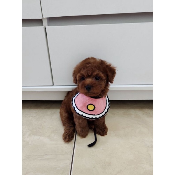 RED TINY TOY POODLE