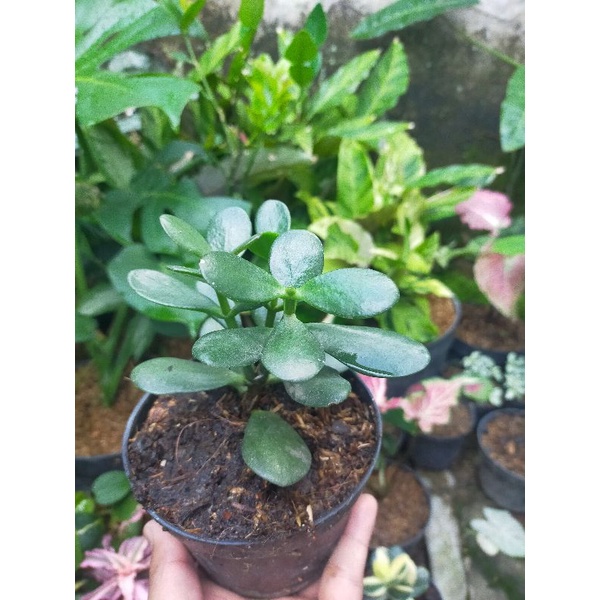 Jade plant bonsai siap pajang