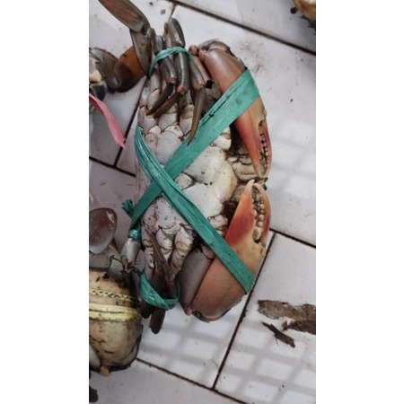 

KEPITING FRESH MURAH
