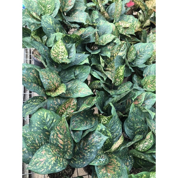 Aglaonema Ruby chiangmay