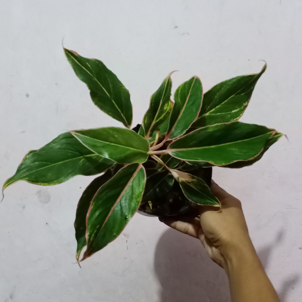 Tanaman Hias Aglaonema Aurora / tanaman hias aglaonema lipstik / aglonema lipstik / aglaonema