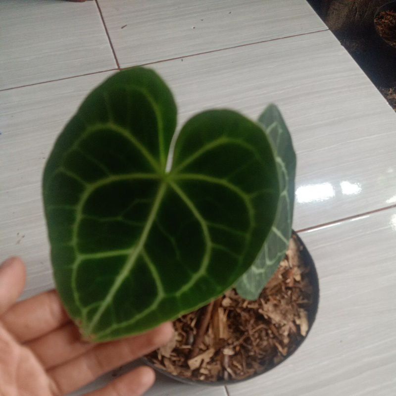 tanaman hias anthurium clarinervium pagoda