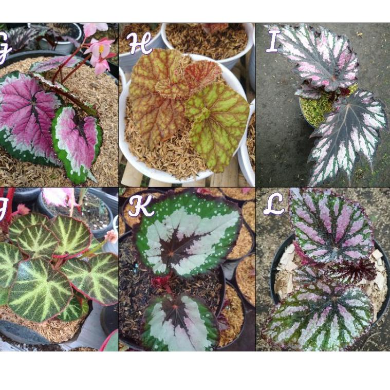 bunga begonia(pesan minimal 4 jenis gratis 1 begonia random) [BLT.31Oc22ν]