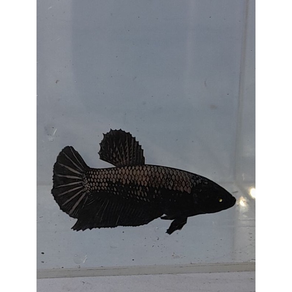 female avatar cooper gold real pic