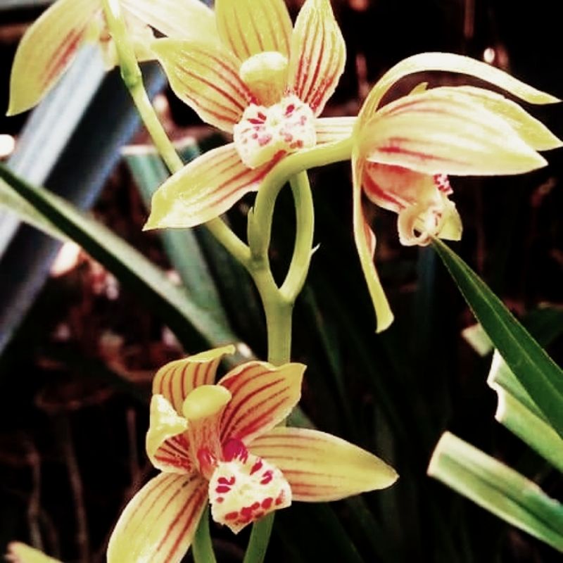 Anggrek Cymbidium Ensifolium