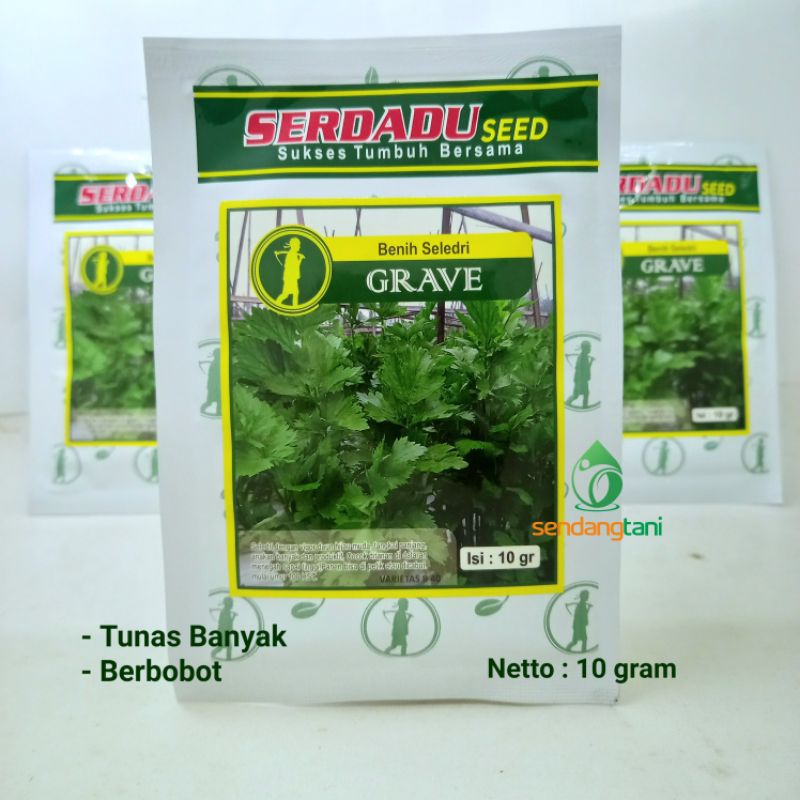 Seledri GRAVE Serdadu Seed Benih Bibit Seledri Unggul Tahan Penyakit