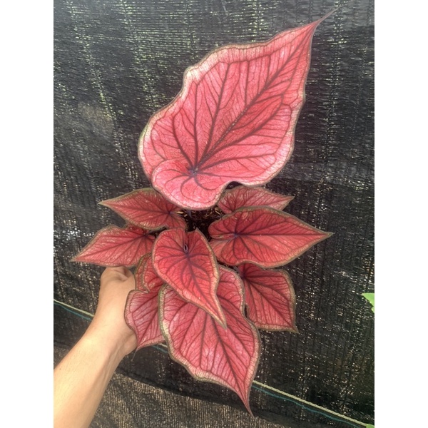 KELADI H22 - caladium h22